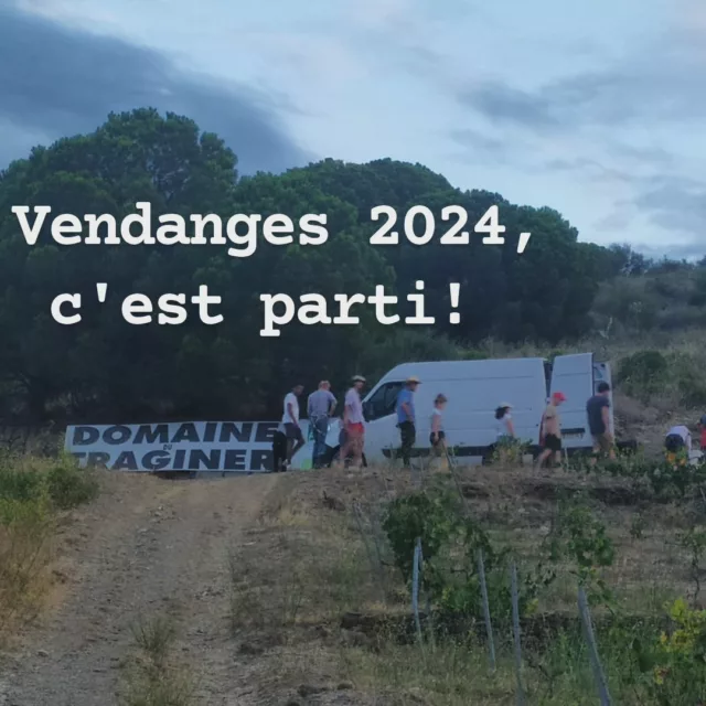 Ça y est , c'est parti! Nos vendanges 2024 🍇ont débuté hier le 16 Août ! Une équipe composée d' habitués et de nouveaux! 💪🥵
D'abord,on rentre les Blancs pour faire notre Collioure #vendanges2024 #biodynamie #demeter #colliourefrance @ucab.banyuls @banyuls_sur_mer @lesvigneronssurmer @cerberevillage @portvendresville @villedecollioure @commerce66fdac @civambio66