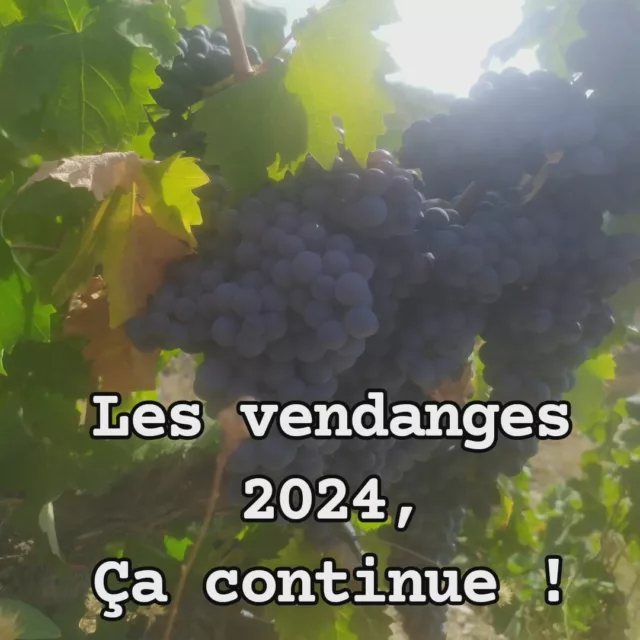 Les vendanges 2024, ça continue...💪🍇
#vendanges2024
@ucab.banyuls, @villedecollioure , @banyuls_sur_mer , @demeter.france , @civambio66, @lesvigneronssurmer