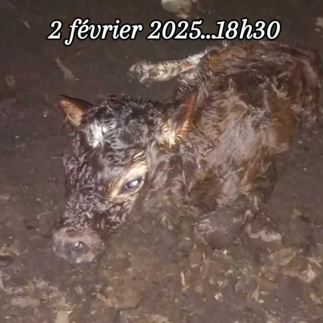 Et pendant notre salon sur Angers, le petit dernier a pointé le bout de son nez...le 2 février à 18h30...