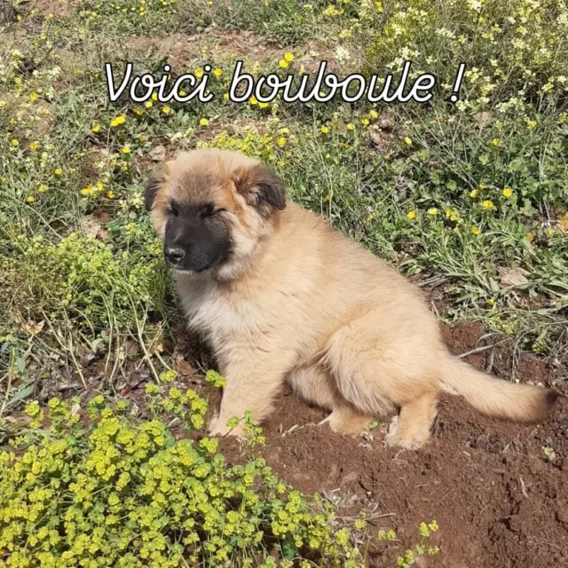 Labour d'hiver avec Les Traits du Sud sur les parcelles des Elmes et notre Pla...quel boulot🥵. Bravo aux laboureurs! 🐴🐕
